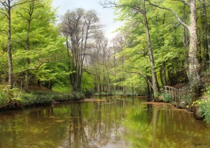 A tranquil forest lake